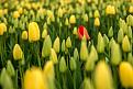 Background of red tulip in a yellow tulip field Free Photo